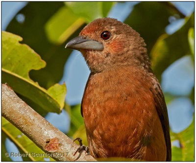 silver-beaked tanager female.jpg