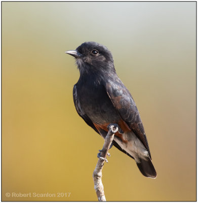 swallow-winged puffbird 2.jpg