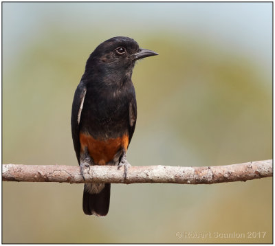 swallow-winged puffbird.jpg