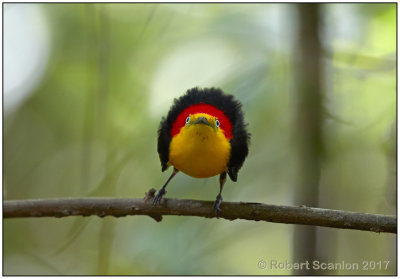 wire-tailed manakin male 2 front.jpg