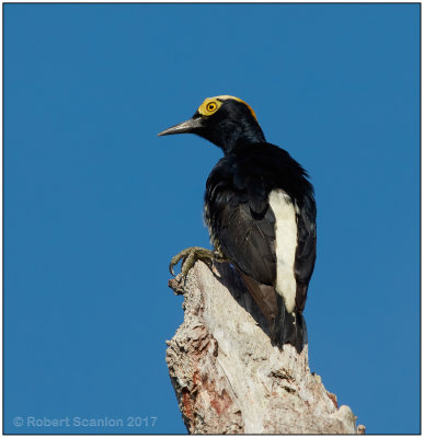 yellow-tufted woodpecker.jpg