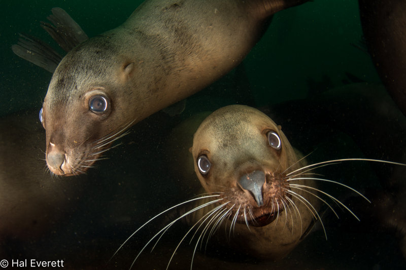 Steller Sea Lions, Juvenile