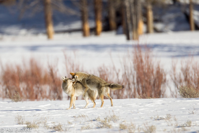 Mating Coyotes on Valentines Day