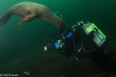 The Problem With Shooting Sea Lions (3)