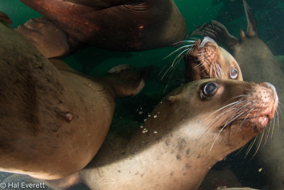 The Problem With Shooting Sea Lions (4)