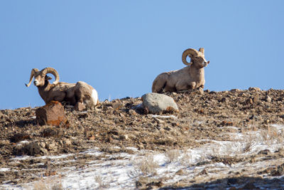 Bighorn Sheep (rams)