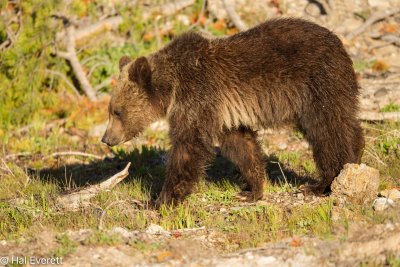Yearling Grizzly Cub