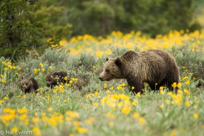 Grizzly Sow and Cubs of the Year