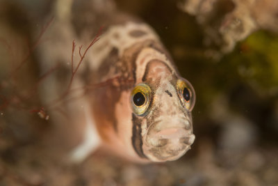  Pacific Northwest Underwater