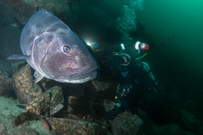 Giant Black Sea Bass and Diver