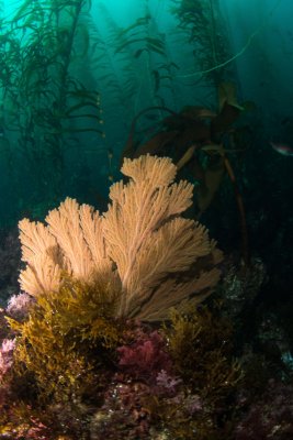 Gorgonian Coral and Kelp Forest