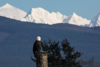 Bald Eagle, Mount Baker