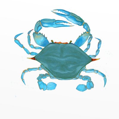 crab3.jpg