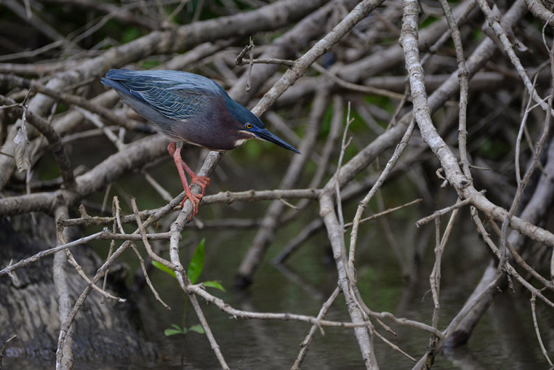 DSC_9853.jpg