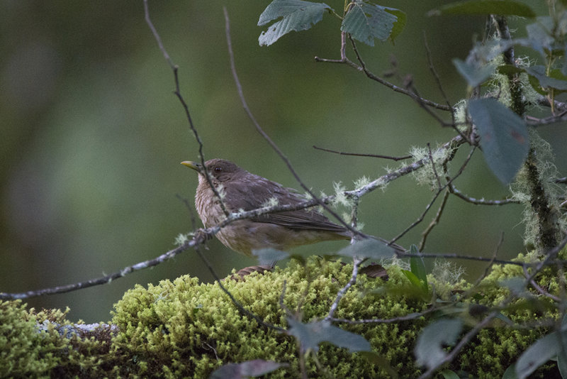 DSC_1931.jpg