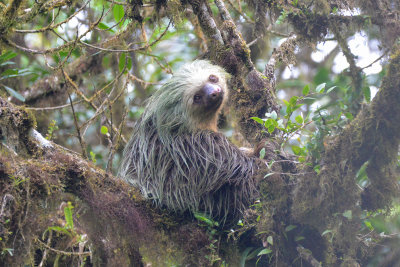 Monteverde Cloud Forest Bio Reserve