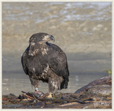 skagit_river_eagles