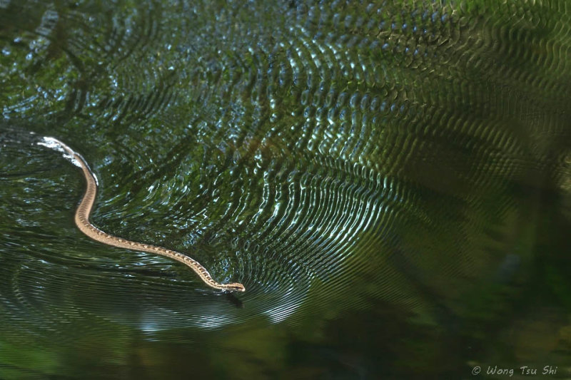 <i>(Psammodynastes pictus)</i><br /> Painted Mock Viper
