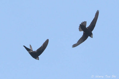 (Apus nipalensis subfurcatus) House Swift