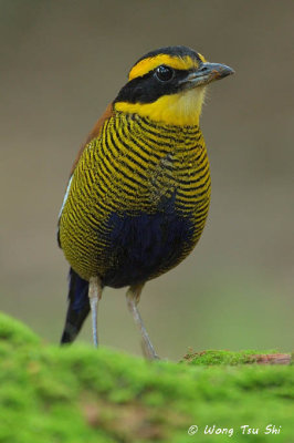 <i>(Hydronis schwaneri)</i><br /> *Bornean Banded Pitta ♂