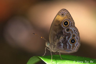 (Mycalesis maianeas) Bandless Bushbrown