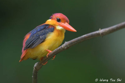 (Ceyx rufidorsa) Rufous-backed Dwarf-kingfisher