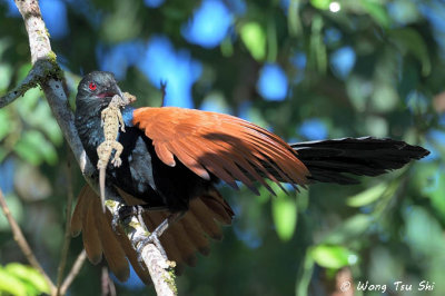 (Centropus sinensis) Greater Coucal