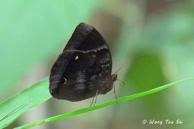 (Thaumantis klugius) Dark Blue Jungle Glory