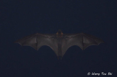 (Pteropus vampyrus)  Large Flying Fox