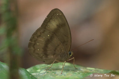 (Faunis canens)Common Faun