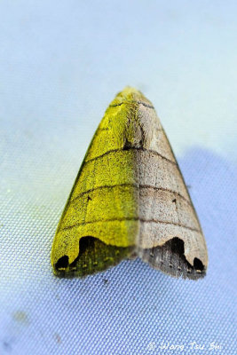 (Erebidae, Bocula bifaria)