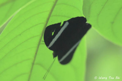 (Amnosia decora)Ninja