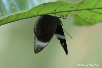 (Amnosia decora)Ninja