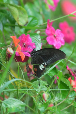 (Papilio helenus) Red Helen