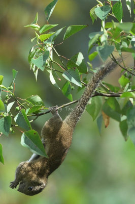 (Callosciurus orestes) Bornean Black-banded Squirrel