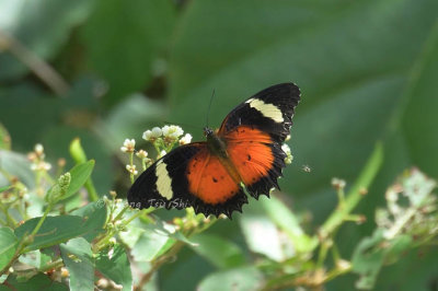 (Cethosia hypsea) Malayan Lacewing