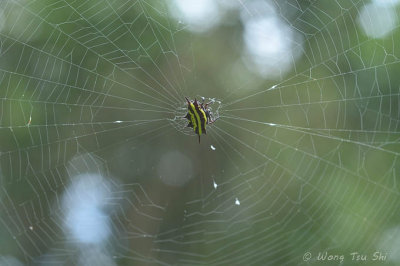 (Gasteracantha doriae) ♀