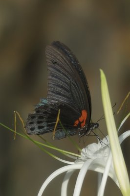 (Papilio memnon) Great Mormon ♂