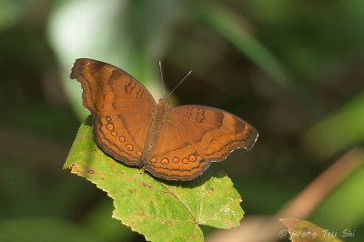 (Junonia hedonia) Chocolate Pansy