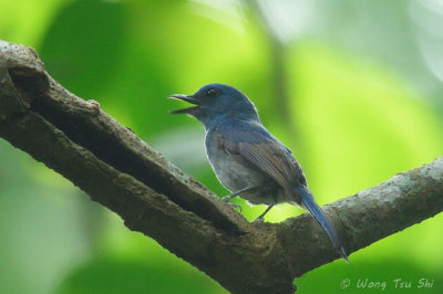 (Cyornis unicolor) Pale Blue Jungle-flycatcher ♂