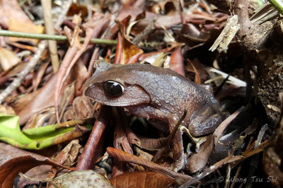 <i>(Leptobrachium montanum)</i><br /> Montane large-eyed litter frog