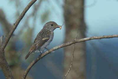  Flycatchers,  Whistler and Nuthatch