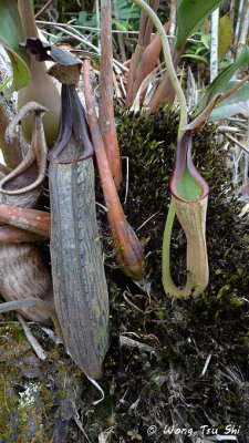 (Nepenthes fusca)