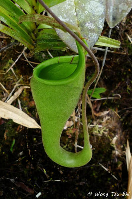 (Nepenthes fusca)