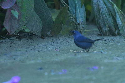 (Brachypteryx erythrogyna) Bornean Shortwing ♂