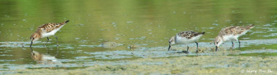 (Calidris minuta) Little Stint