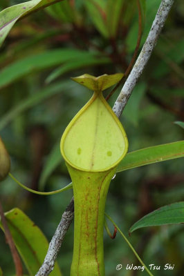  (Nepenthes reinwardtiana)