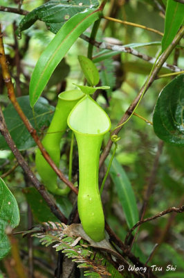  (Nepenthes reinwardtiana)