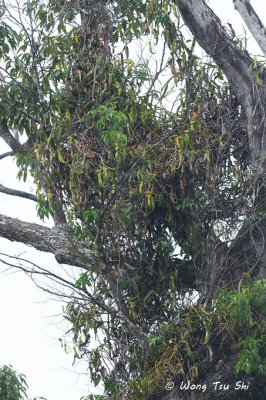  (Nepenthes reinwardtiana)