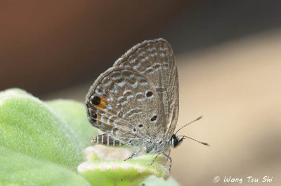 (Chilades pandava) The Cycad Blue